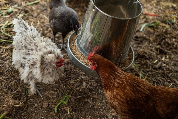 Chickens at a feeder.