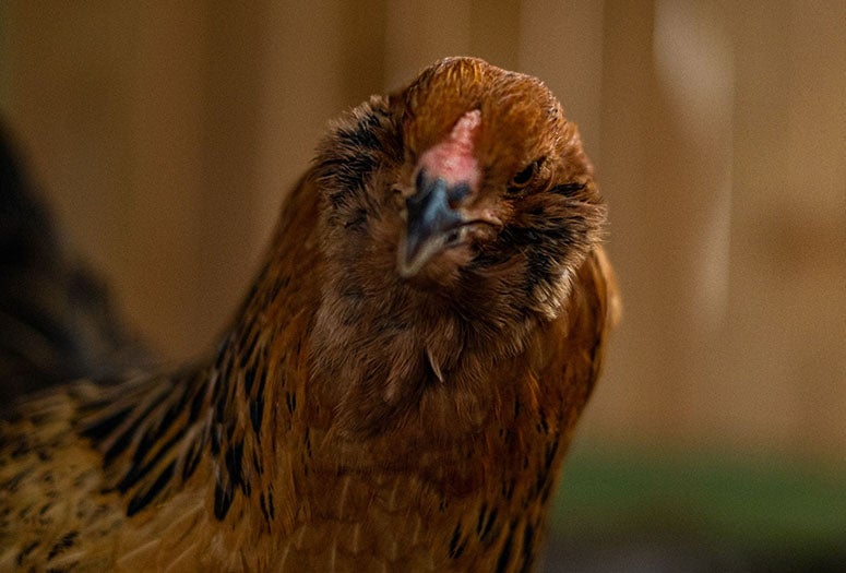 Red chicken