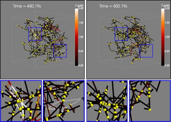 actin filaments