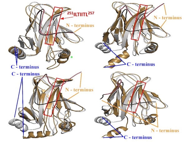 A model produced by scientists at Rice University shows the conformational changes caused by a mutation in the cancer-fighting p53 protein. At top left, the red box highlights the aggregation-prone sequence protected by the N-terminus tail in wild-type p53 but exposed by the mutation of a single amino acid. The strongest deviation happens in the domain at the green asterisk. The other three models show “open” conformations at the C-terminus caused by the mutation. Illustration courtesy of the Kolomeisky Res