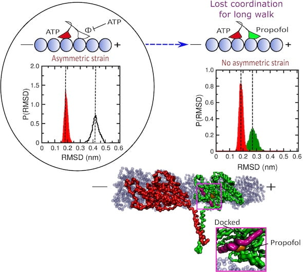 Researchers simulated the mechanism that allows propofol, a common anesthetic, to halt the movement of kinesin proteins that deliver cargoes in cells. When propofol attaches to the leading head, it weakens strain on the two-headed protein that prompts a step forward. The disruption allows ATP to bind to both heads, releasing them from the microtubule pathway. RMSD stands for root-mean-square deviation, a measure of the average distance between atoms in the simulation. Illustration by Mandira Dutta