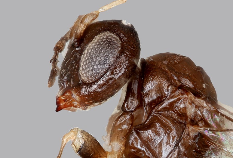 The gall wasp Neuroterus valhalla was discovered at Rice University