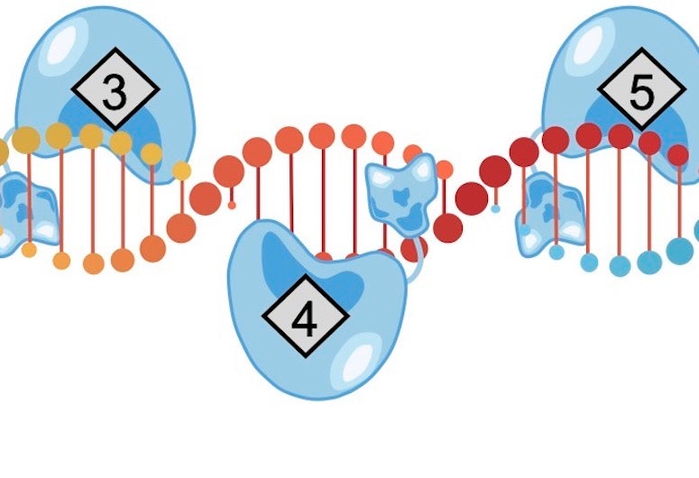 Rice University engineers introduce DAP, a streamlined CRISPR-based technology that can perform many genome edits at once to address polygenic diseases. In experiments, DAP, for “drive-and-process,” enabled up to 31 edits with the base editor and three edits with the prime editor. (Credit: Qichen Yuan/Rice University)