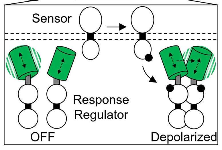 Illustration of Tabor lab's homo-FRET method for real-time observations of phosphorylation in two-component sensory systems in live bacteria