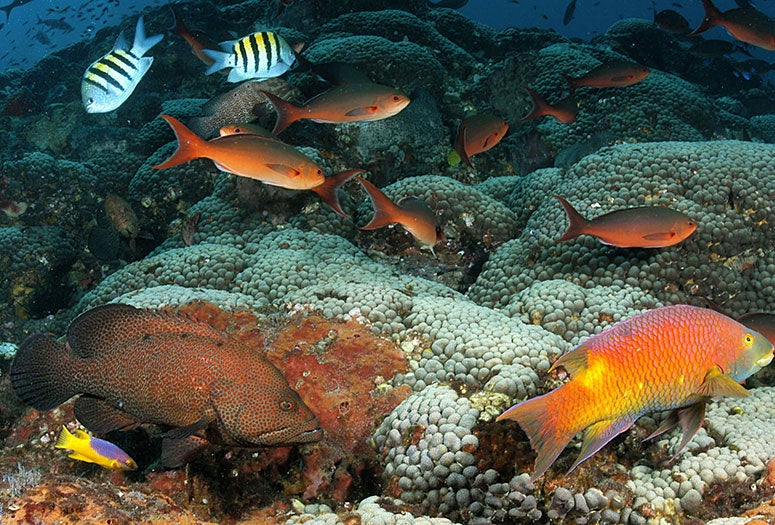coral reefs at Flower Garden Banks National Marine Sanctuary