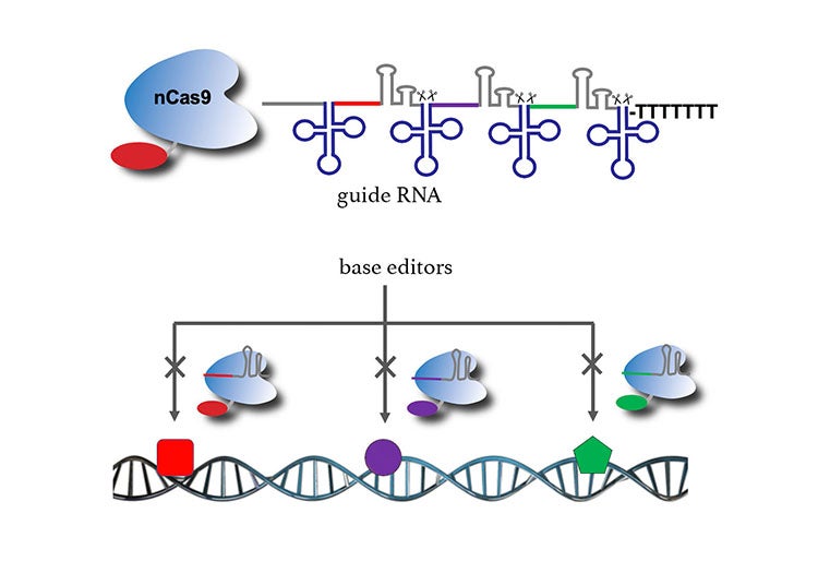 Guide RNA leads multiple base editors to their target base pairs in the fungal genome.
