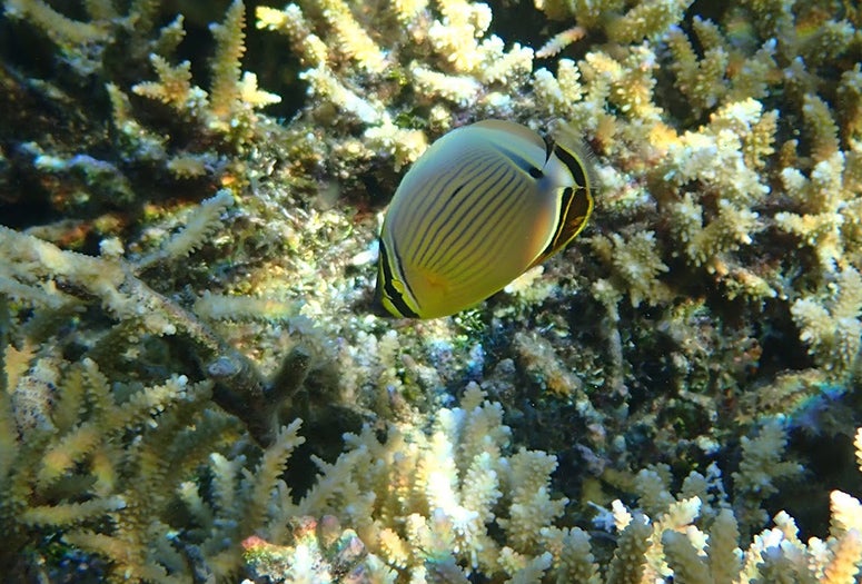 Butterfly fish on a reef at Moorea, French Polynesia, in July 2019