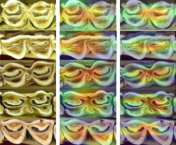 Images of antelope teeth analyzed by AI