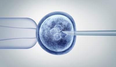 embryo, in vitro