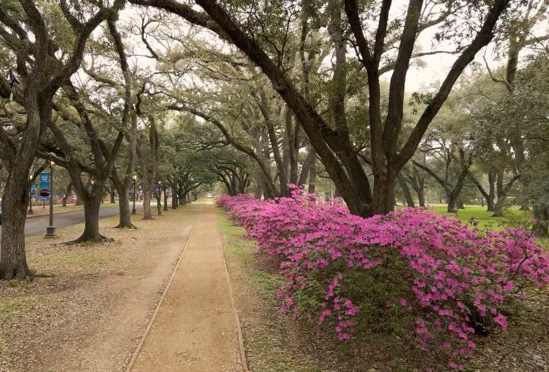 Azalea trail