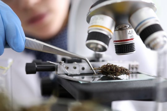 Cannabis research example
