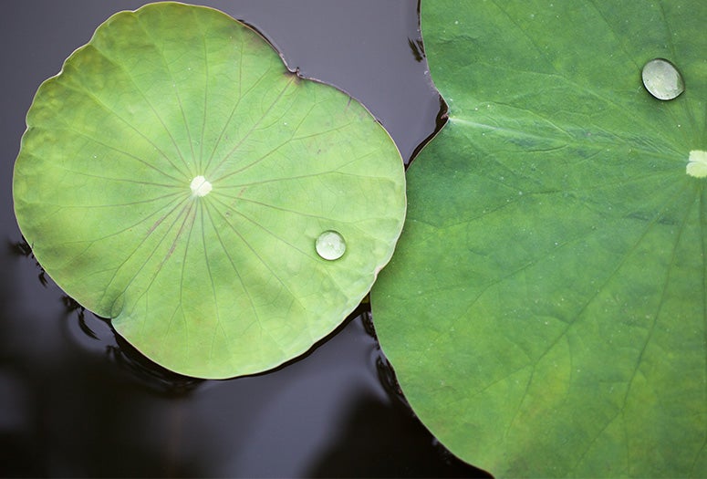 Lotus leaf
