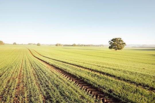 Photo of field with crops