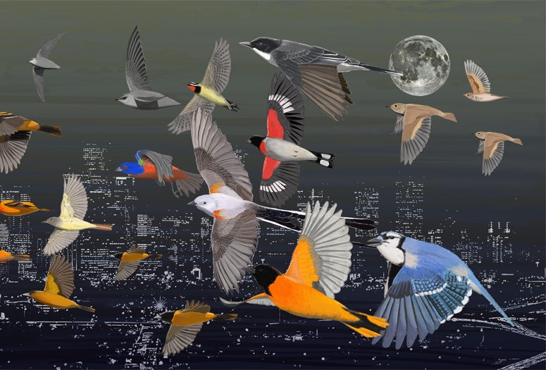 Birds Are Real art