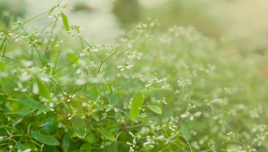 invasive plant