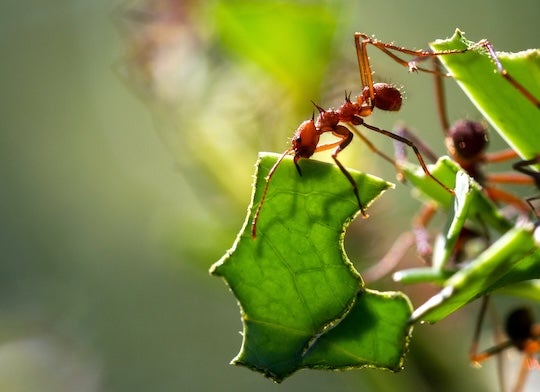 leafcutter ants