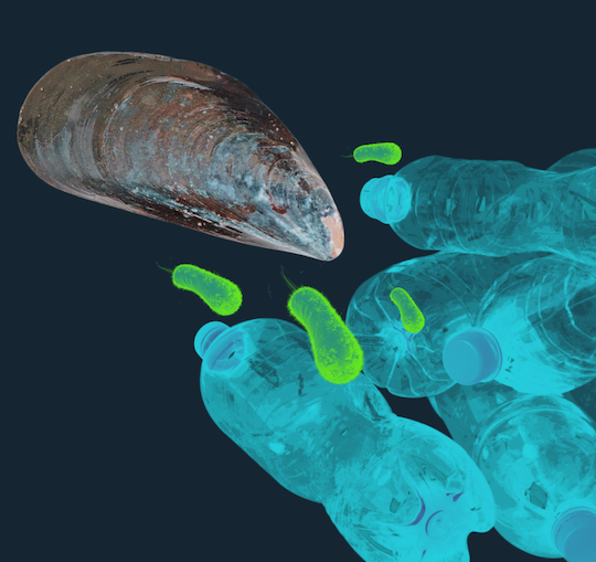 sticky mussels