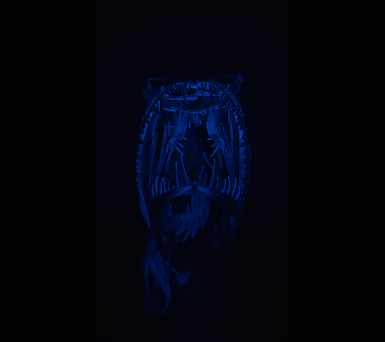 anglerfish