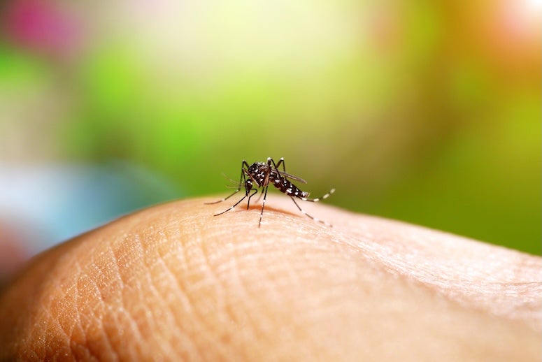 mosquito