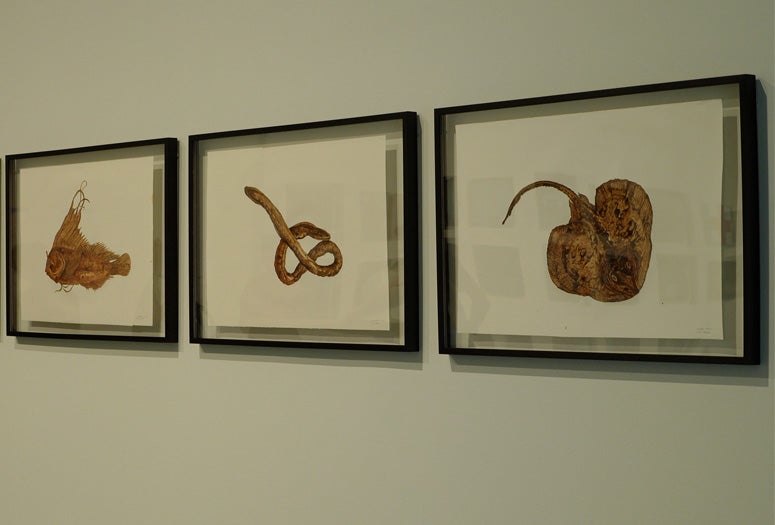 Dimensions Variable