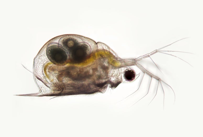 daphnia pulex