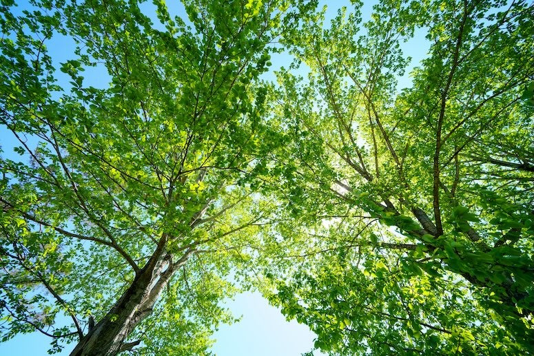 stock photo of trees