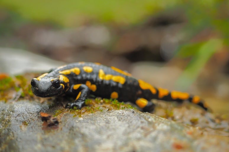 stock photo of salamander