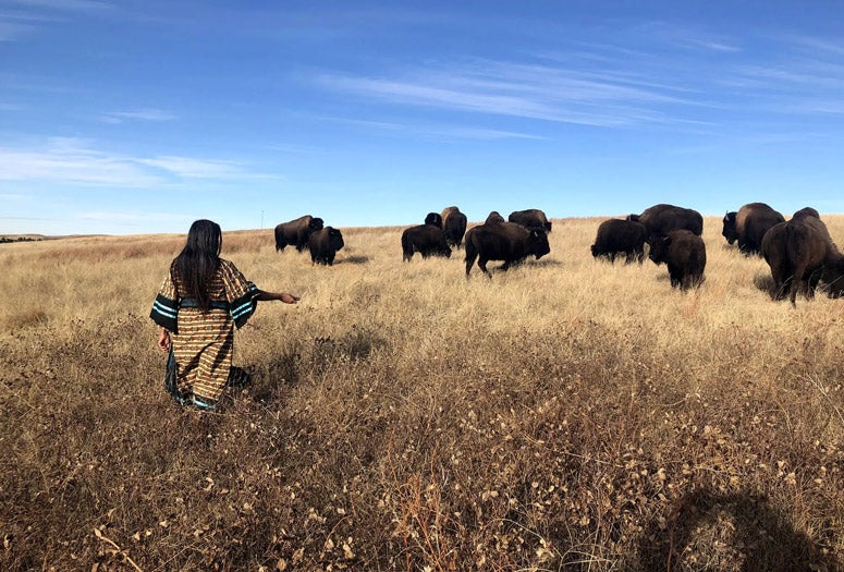 Students will build skills in science labs, take high-impact field trips, hear from guest speakers, curate art exhibits, enhance learning through simulations and more thanks in part to George R. Brown Teaching Grants. One of those trips is to the Texas Tribal Buffalo Project, an  Indigenous-led initiative focused on restoring buffalo to their ancestral lands in South-Central Texas. Photo Courtesy of Texas Tribal Buffalo Project