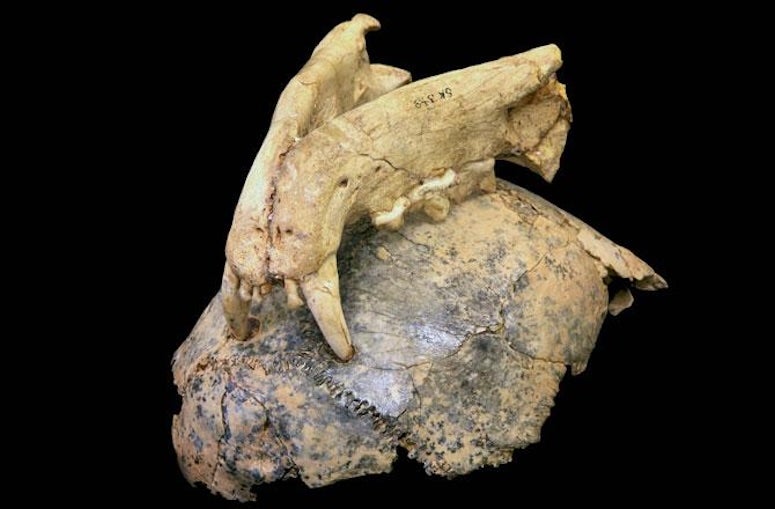 Fossil evidence showing leopard bite marks embedded in a hominin skull. Source: Vegara-Riquelme et al., 2025