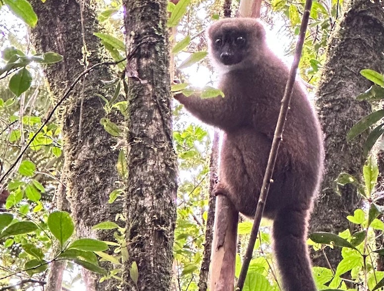 A lemur is standing in a tree in the Madagascar rainforest, staring directly at the camera.