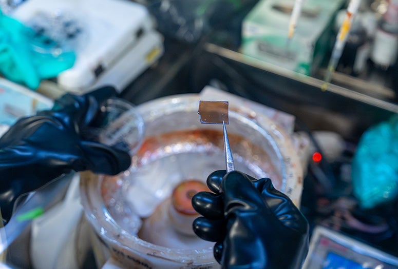 gloved hands holding material sample 