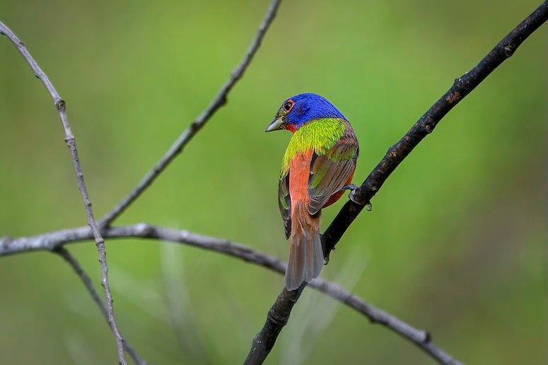 A colorful bird with a green body, red stripe and blue head sits on a branch