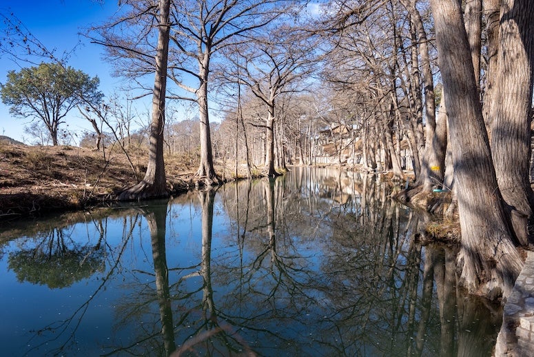 A photo of the guadalupe river and cypress trees lining it