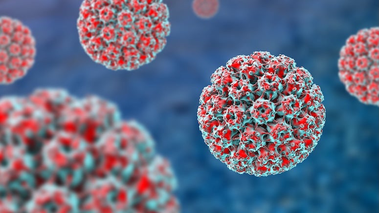 A stock image of human papillomavirus. 