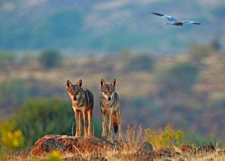 Two rangy wolves stand on a rocky outcropping. A bird flies above them.
