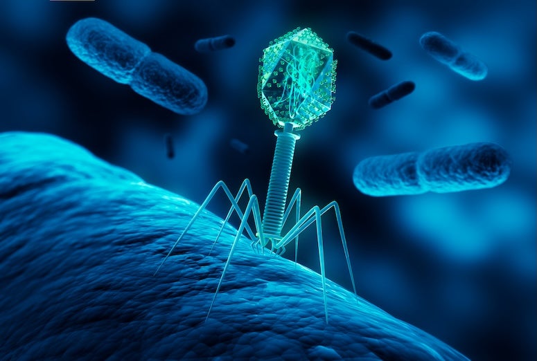 Stock image of a bacteriophage infecting bacterium. 