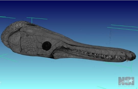 gar skull