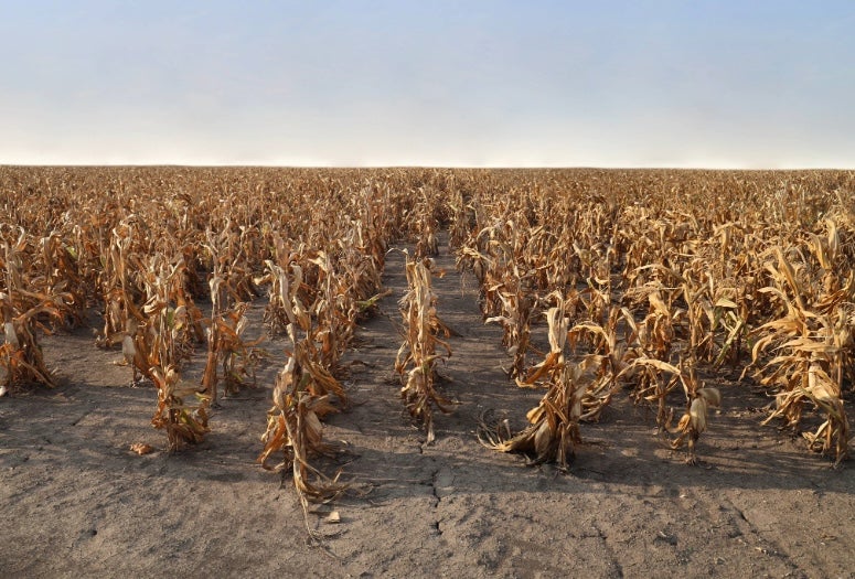 stock image of crops in a drought