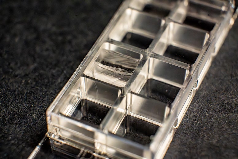 plastic wells with a clear insert in one of them