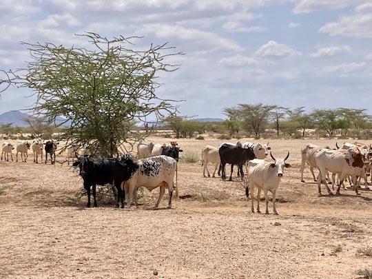 Domestic cattle in the Turkana region, Kenya Credit/ Katherine Grillo.