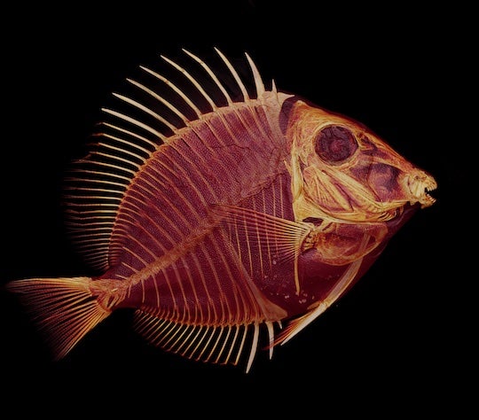 fish scan