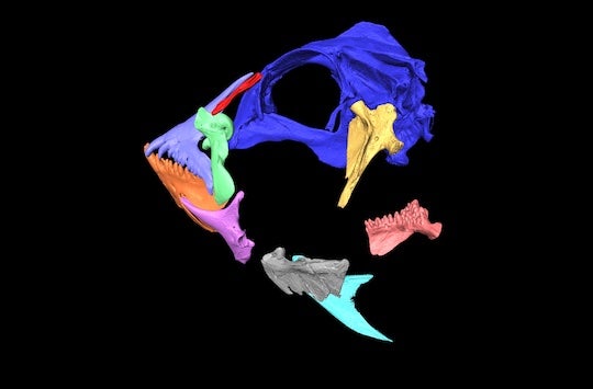 fish skull scan with color-labeled bones