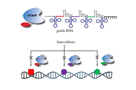 schematic of DNA base editing