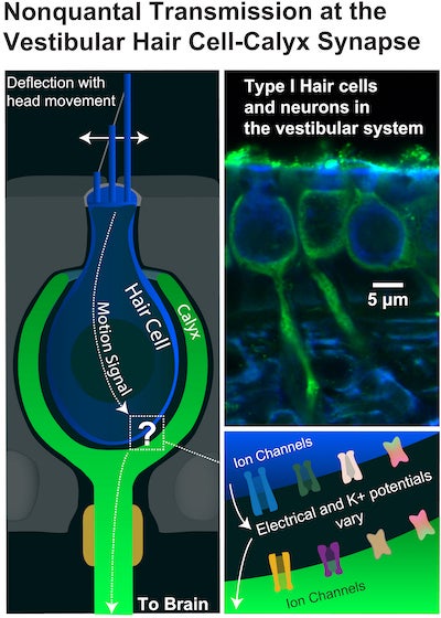 illustration and microscopic images illustrating the mechanism of vestibular hair cell-calyx synapses