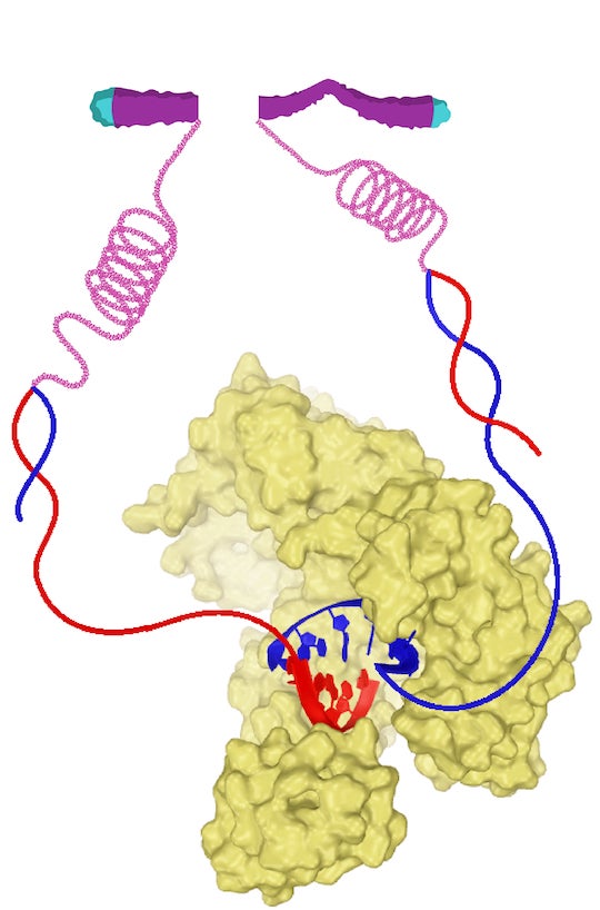 The structure of DNA polymerase theta