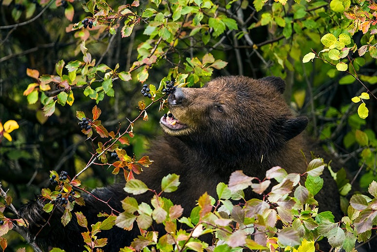 A bear eats berries while surrounded by leaves in a forest