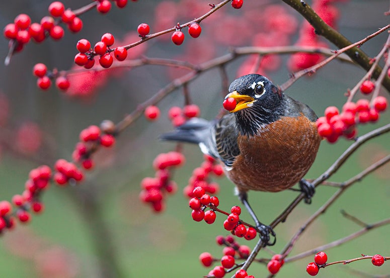 A robin perches in a tree while holding a red berry in its beak