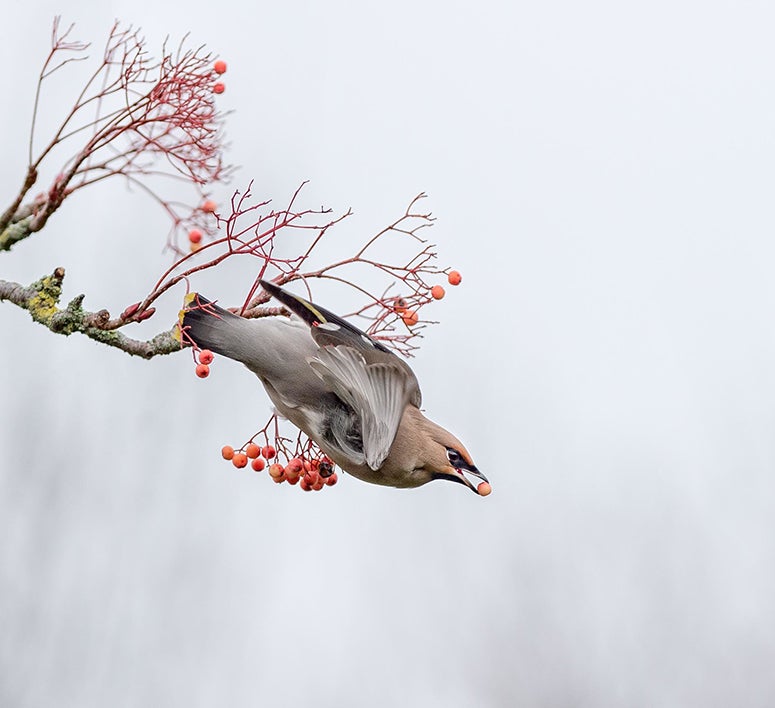 Bohemian waxwing takes off with fruit in its bill