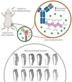 Scientists at Rice University added a bone-targeting peptide to an antibody used to fight breast cancer to curtail metastasis to the bone. (Credit: Illustration by the Xiao Research Group/Rice University)