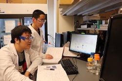 Rice University graduate student Chenfei Yu, left, and postdoctoral researcher Zeru Tian analyze results of study that determined a moderate amount of a peptide-enhanced antibody effectively targets metastasis to bone from breast cancers. (Credit: Xiao Research Group/Rice University)